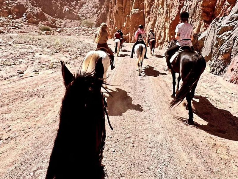 The Heritage of Arabian Horses in Upper Egypt